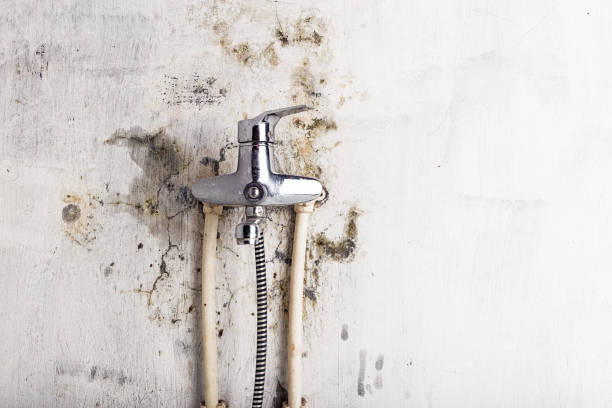 Best Mold Testing and Inspection Services in Twin City, GA