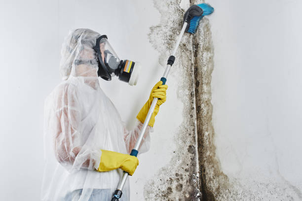 Best Emergency Mold Remediation in Twin City, GA