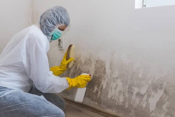 Best Industrial Mold Remediation in Twin City, GA