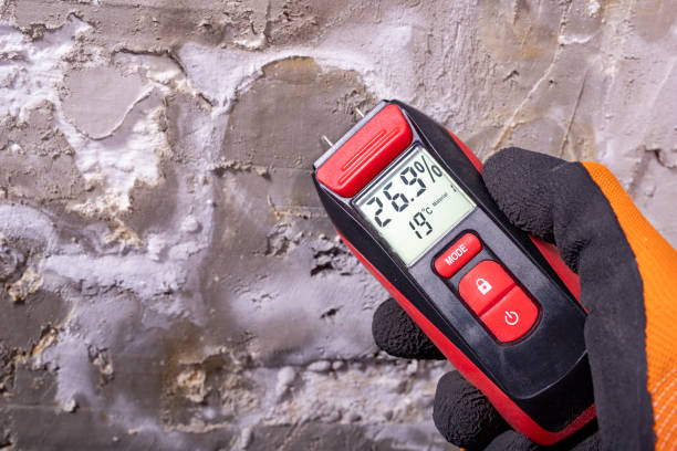 Best Basement Mold Remediation in Twin City, GA
