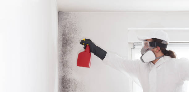Best Commercial Mold Remediation in Twin City, GA