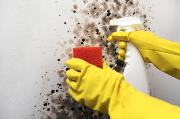Best White Mold Remediation in Twin City, GA