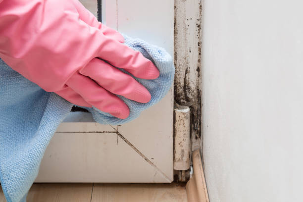 Best Attic Mold Remediation in Twin City, GA